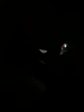 Daliz online show from May 2026 06:20:01 AM
