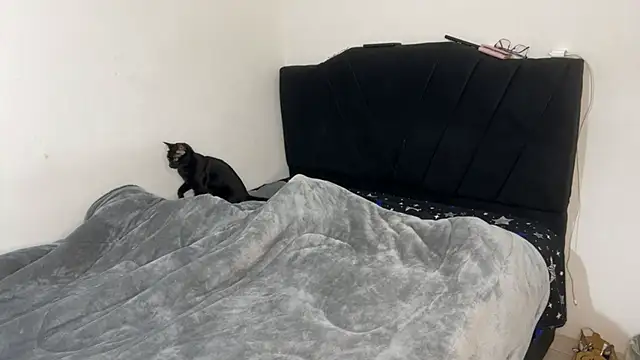 Conor Taylor online show from September 2025 03:22:02 PM