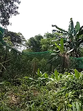 Ngocmi909 online show from April 2026 02:51:02 AM