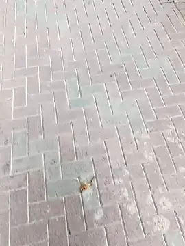 king godgm online show from November 2025 08:47:02 AM