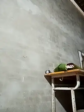 Milan6789 online show from March 2026 12:39:01 AM