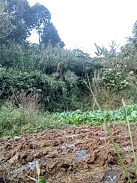 hera-00 online show from November 2025 08:58:02 AM