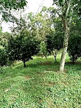 AlphaAlterX online show from January 2026 02:43:02 PM