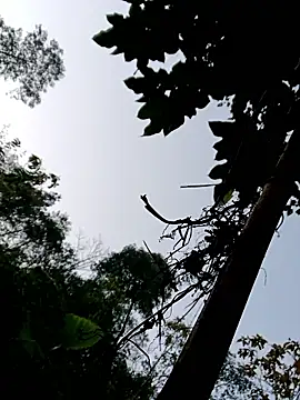 kemtuoi-sex online show from January 2026 11:54:02 PM