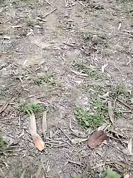 Nehal979 online show from February 2026 06:41:02 AM