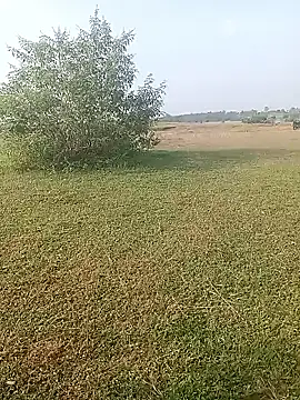 AgitatedStrip9 online show from October 2025 02:17:01 AM