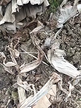 Sikici0734 online show from February 2026 06:40:02 AM