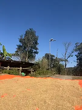 miemie-xx online show from November 2025 03:18:02 AM