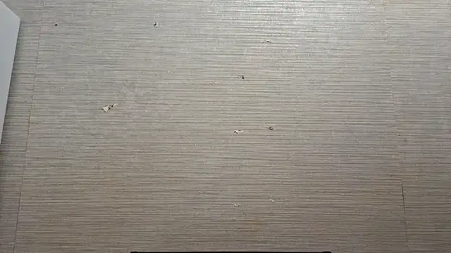 AstraVale online show from November 2025 08:26:01 AM