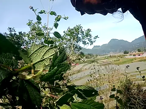 nui-show online show from November 2025 03:50:01 AM