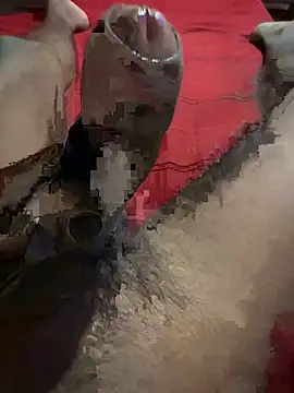 vijay20k online show from March 2026 08:15:02 PM