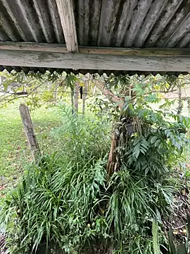 Monahliza online show from March 2026 12:55:01 PM