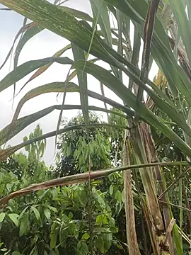 meganmeo online show from April 2026 12:34:01 AM