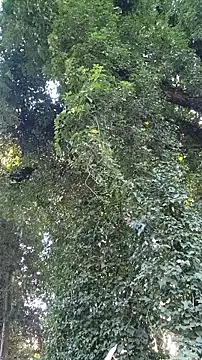 Snapshot of Horny_hippie chatting on October 2025 09:33:01 PM Horny hippie online show from October 2025 09:33:01 PM