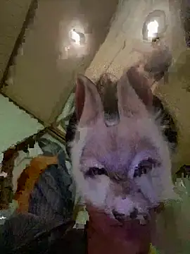 aotaro0721 online show from February 2026 04:01:02 AM