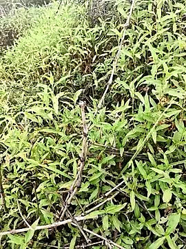 Sheela Sex90 online show from April 2026 04:02:02 AM