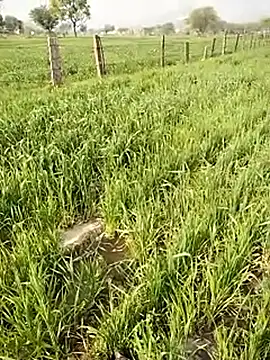 hornycouple20000 online show from January 2026 05:10:02 AM