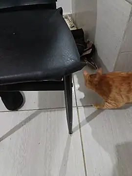 hotbuch online show from January 2026 06:55:02 PM