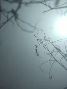 momo loves online show from January 2026 07:44:02 AM