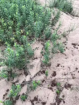 Snapshot of Annalua73 chatting on January 2026 06:44:02 PM Annalua73 online show from January 2026 06:44:02 PM