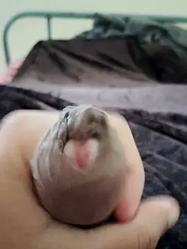 unknownuser96 online show from January 2026 08:06:01 AM