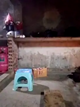 cdyyds-69 online show from January 2026 11:08:02 PM