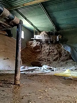 Sharmasamba online show from March 2026 06:41:03 AM