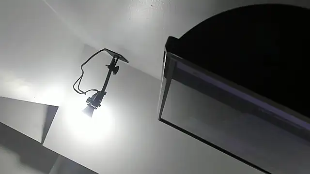 kate morgann online show from April 2026 08:17:01 PM