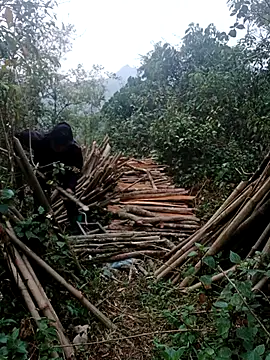 nelina 12345 online show from April 2026 11:16:01 PM