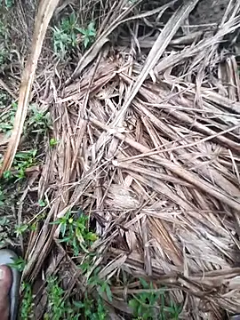 volcanojatt00 online show from April 2026 03:43:01 AM