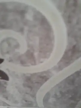 Snapshot of sk022 chatting on April 2026 05:14:01 AM sk022 online show from April 2026 05:14:01 AM