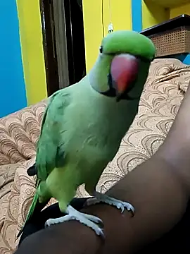 Snapshot of Lawrencedlkk007 chatting on March 2025 07:34:02 AM Lawrencedlkk007 online show from March 2025 07:34:02 AM