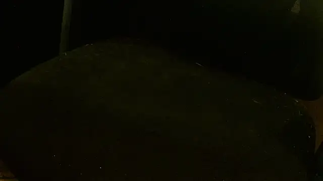 MagicCockMan online show from June 2026 03:20:02 AM