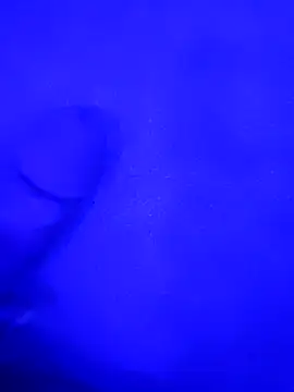 Bite229 online show from August 2026 05:43:02 AM