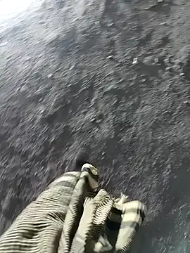 Bengali BULL1 online show from November 2025 01:50:01 PM