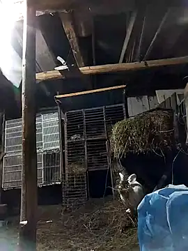 sarpe4 online show from February 2026 06:44:02 PM