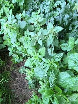 curcuro online show from February 2026 04:07:02 PM