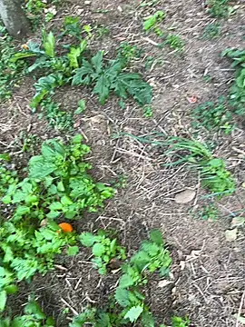 curcuro online show from March 2026 03:22:01 PM