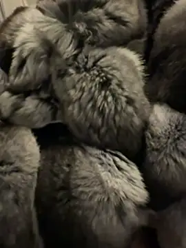 Furdale online show from February 2026 04:58:02 PM