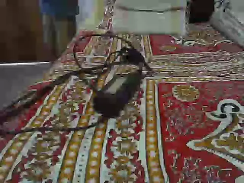 Roxy Hard online show from April 2026 10:37:01 AM