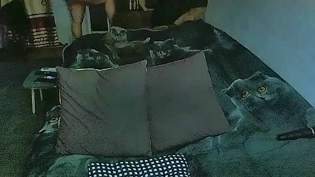 sex2 online show from February 2026 11:06:01 PM