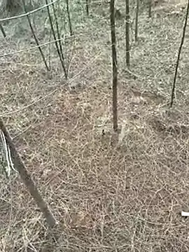 Gopal1243 online show from April 2026 01:16:02 AM