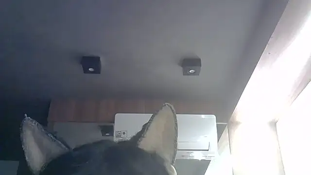 Snapshot of Skinny-Kitten chatting on May 2026 09:29:02 AM Skinny-Kitten online show from May 2026 09:29:02 AM
