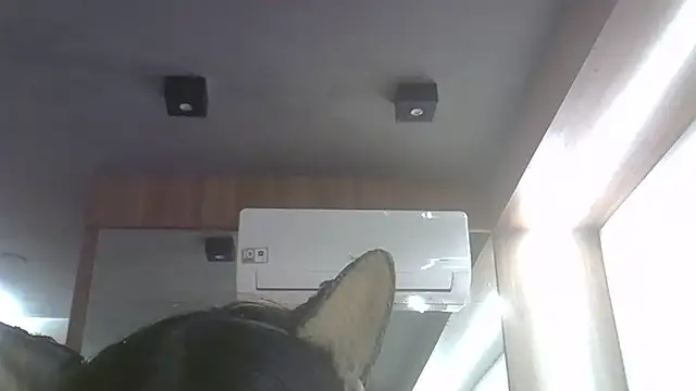 Skinny-Kitten online show from June 2026 11:31:02 PM