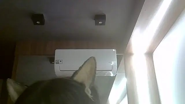 Skinny-Kitten online show from July 2026 11:45:01 AM