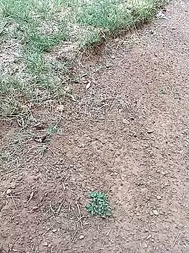 Vuyokaki online show from February 2026 03:06:02 PM